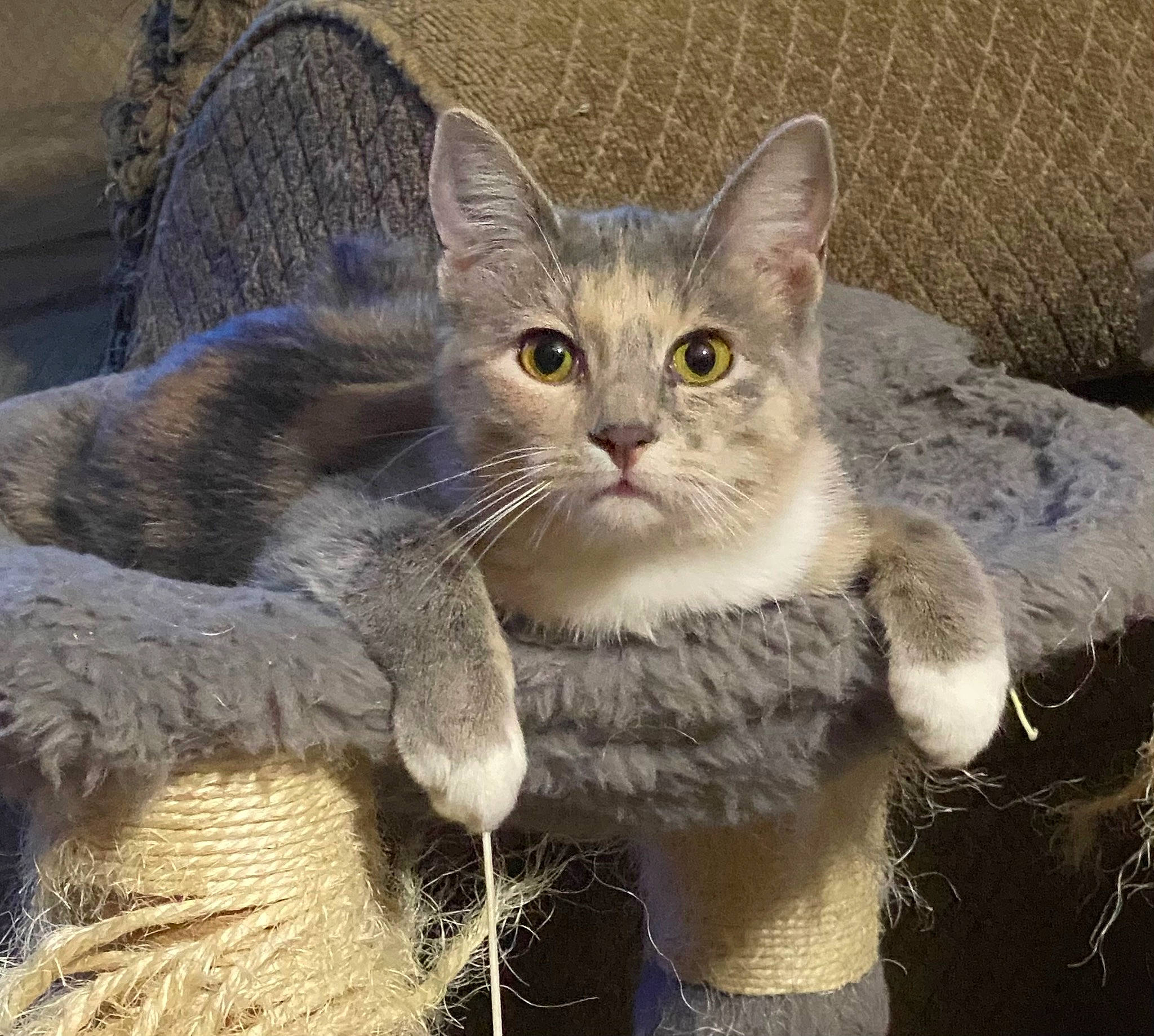 Omega is registered to the contest to win money with this photo: carnivore, cat, claw, domestic_short_haired_cat, fawn, felidae, fur, gesture, paw, photo_caption, small_to_medium_sized_cats, snout, tail, terrestrial_animal, whiskers, wildlife, window