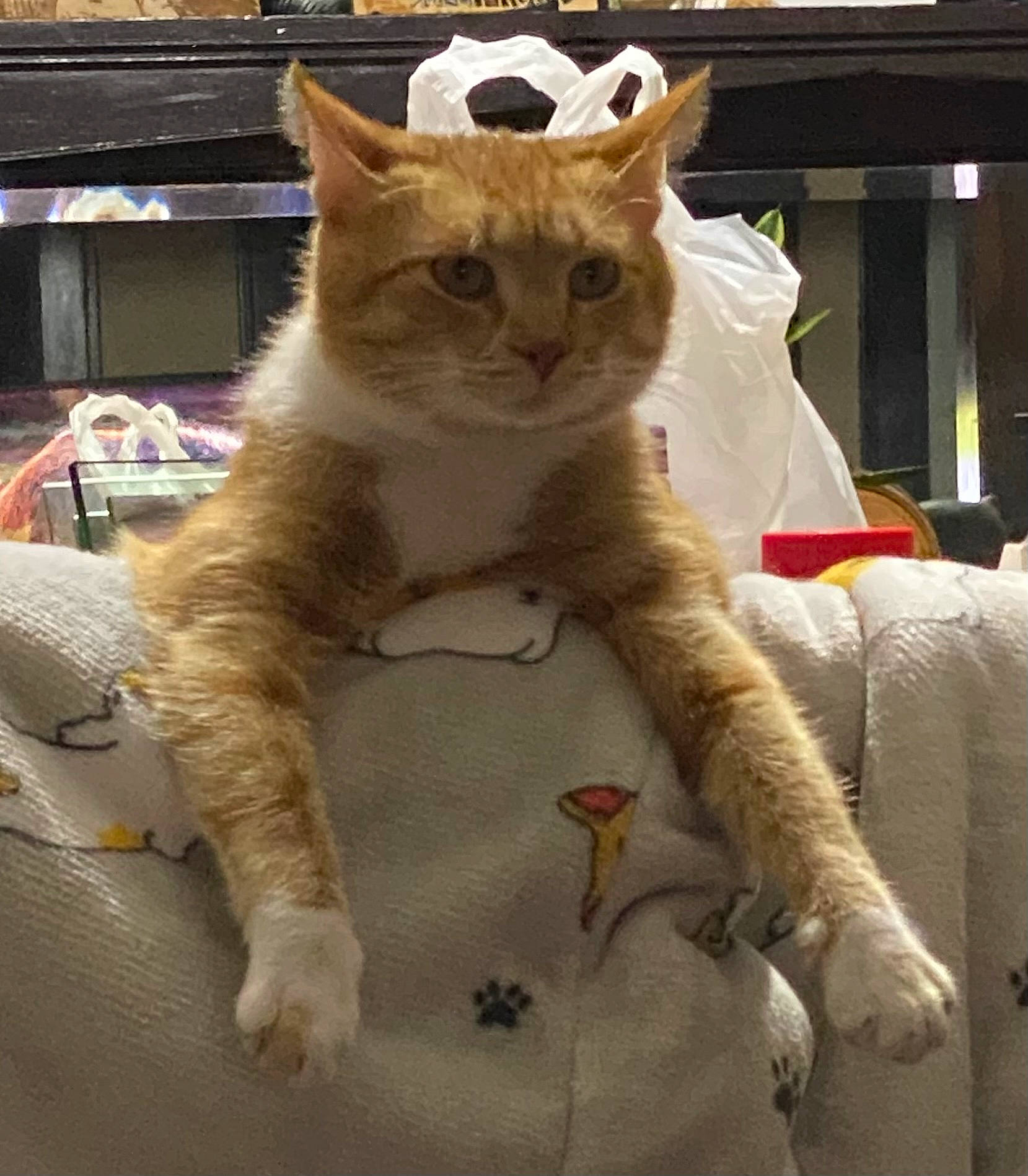 Maz is registered to the contest to win money with this photo: carnivore, cat, claw, collar, domestic_short_haired_cat, fawn, felidae, fur, paw, small_to_medium_sized_cats, snout, tail, terrestrial_animal, whiskers