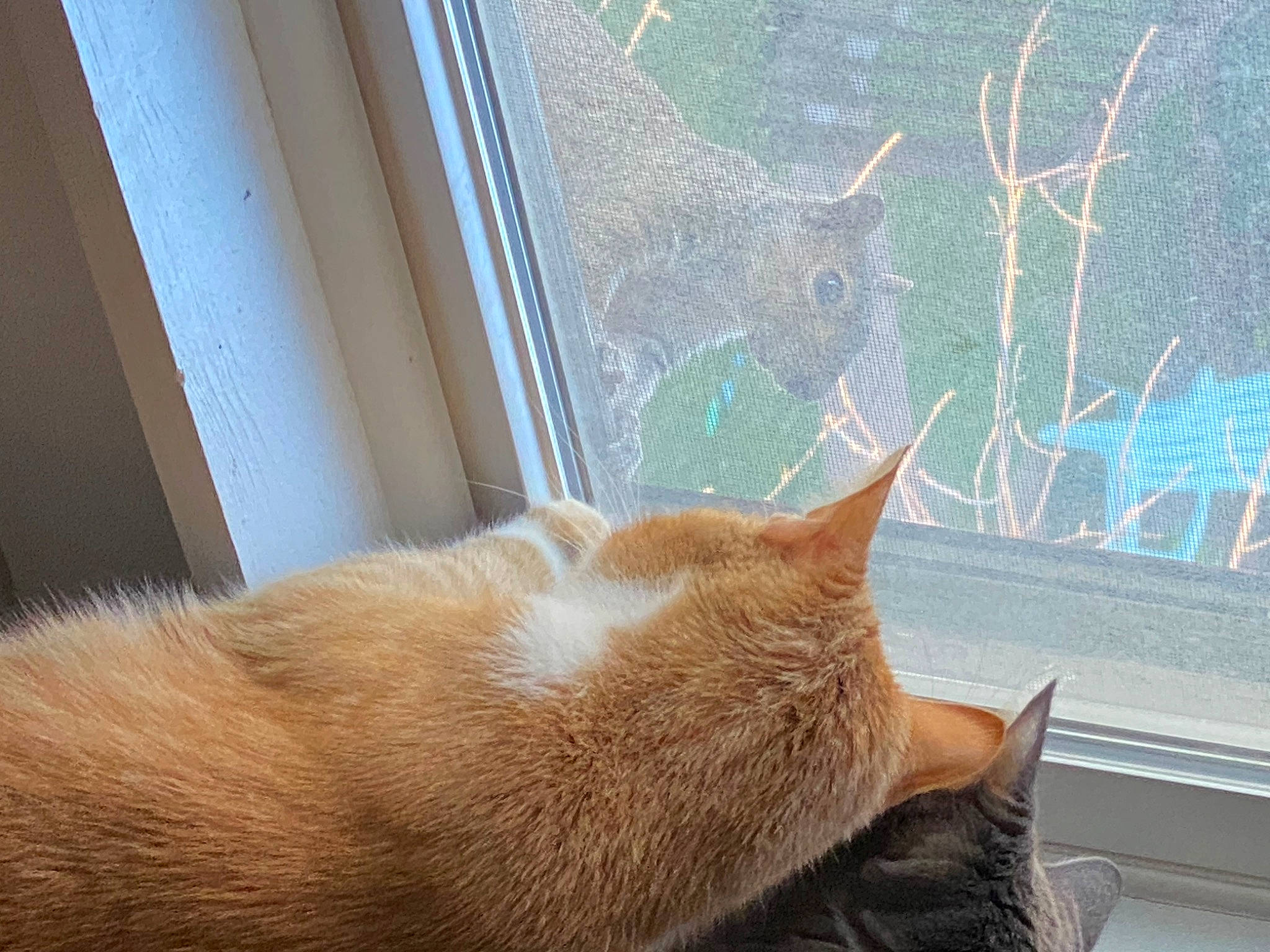 Maz joined the competition — help win amazing prizes! brown, carnivore, cat, cat_supply, comfort, domestic_short_haired_cat, fawn, felidae, flooring, fur, glass, hardwood, room, small_to_medium_sized_cats, tail, terrestrial_animal, tints_and_shades, whiskers, window, wood