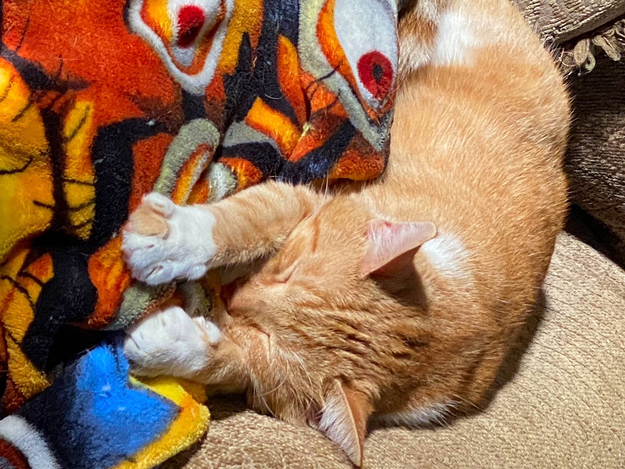 Maz is registered to the contest to win money with this photo: art, canidae, carnivore, cat, claw, comfort, fawn, felidae, fur, linens, nap, pattern, paw, small_to_medium_sized_cats, snout, tail, terrestrial_animal, textile, whiskers, wildlife