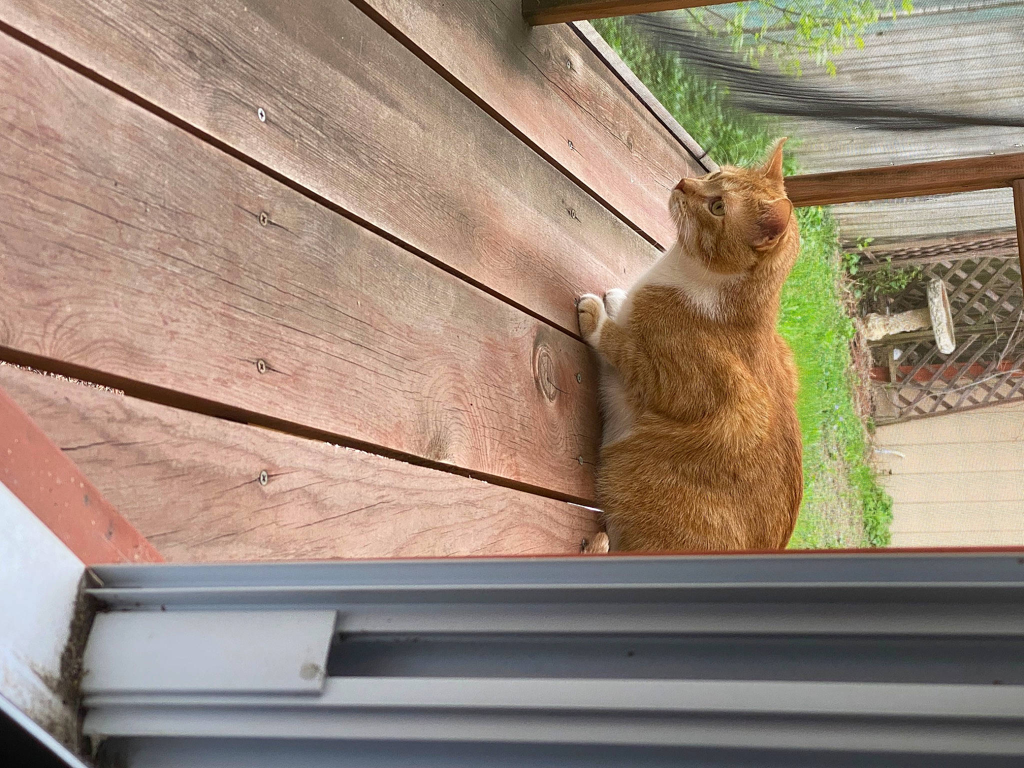 Maz is registered to the contest to win money with this photo: carnivore, cat, domestic_short_haired_cat, fawn, felidae, fur, hardwood, plant, plywood, roof, shade, small_to_medium_sized_cats, snout, tail, terrestrial_animal, tints_and_shades, whiskers, window, wood, wood_stain