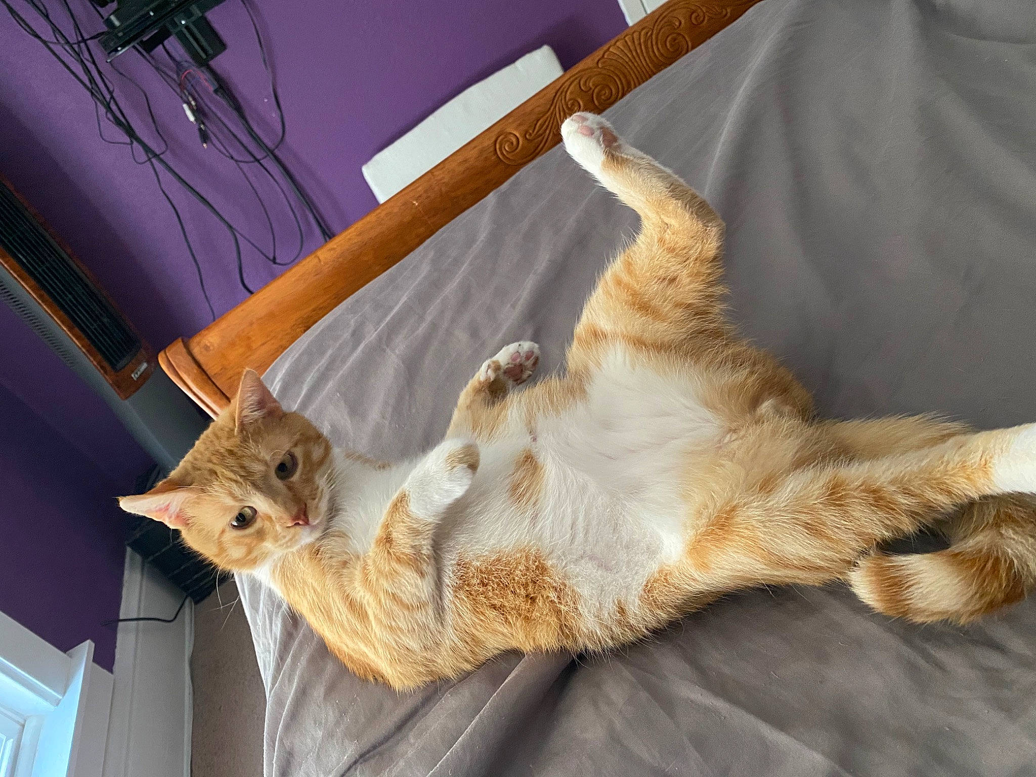 Maz joined the competition — help win amazing prizes! canidae, carnivore, cat, cat_supply, claw, comfort, domestic_short_haired_cat, fawn, felidae, foot, fur, nap, paw, sleep, small_to_medium_sized_cats, snout, tail, whiskers, wildlife, wood