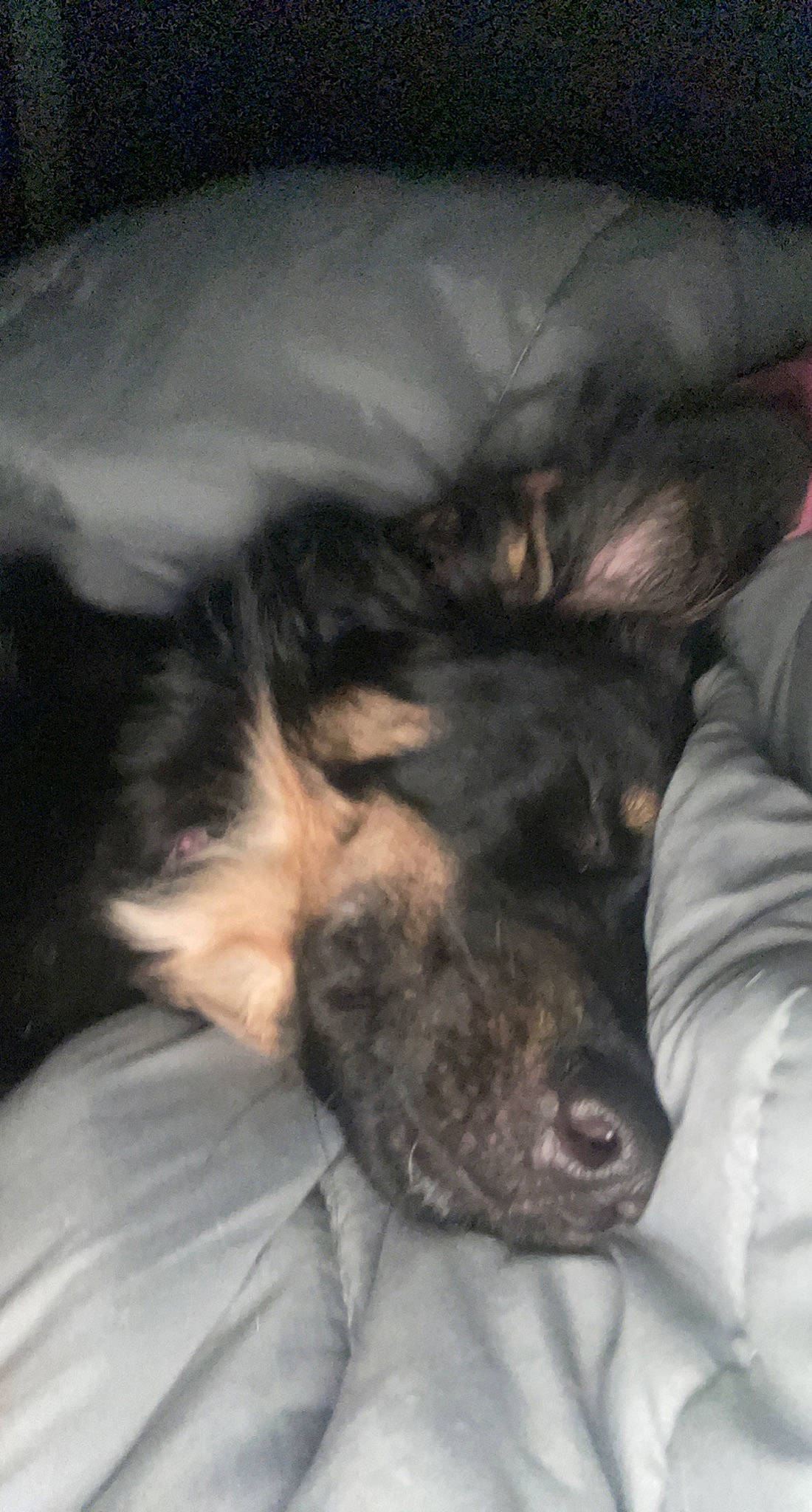 Luna joined the competition — help win amazing prizes! carnivore, claw, cloud, comfort, companion_dog, dog, dog_breed, felidae, fur, gesture, grey, guard_dog, linens, nap, paw, puppy, small_to_medium_sized_cats, sporting_group, tail, whiskers