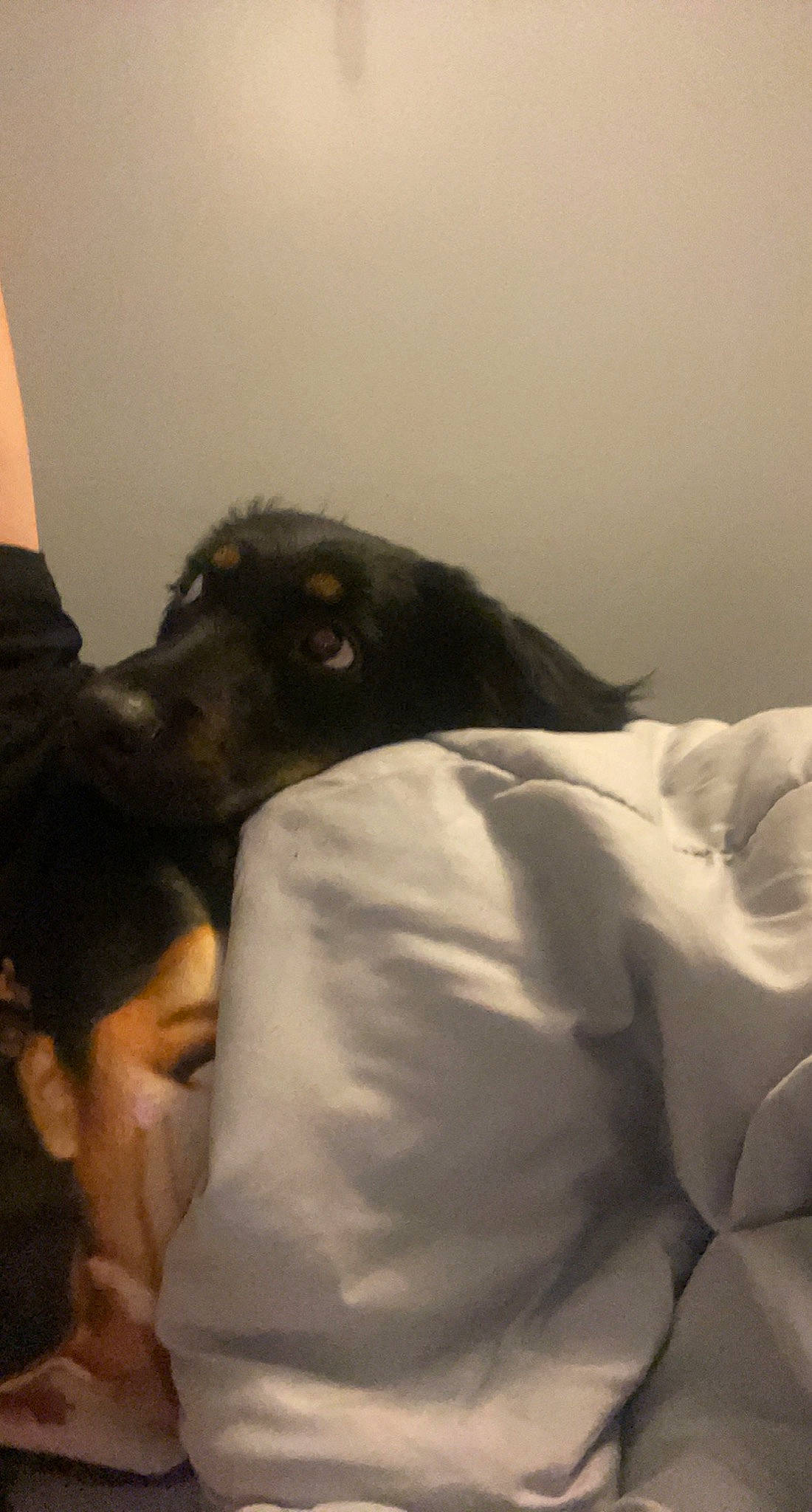 Luna is registered to the contest to win money with this photo: black_hair, blanket, canidae, carnivore, comfort, companion_dog, dog, dog_breed, ear, fun, fur, gesture, guard_dog, happy, linens, long_hair, room, sporting_group, whiskers, working_animal