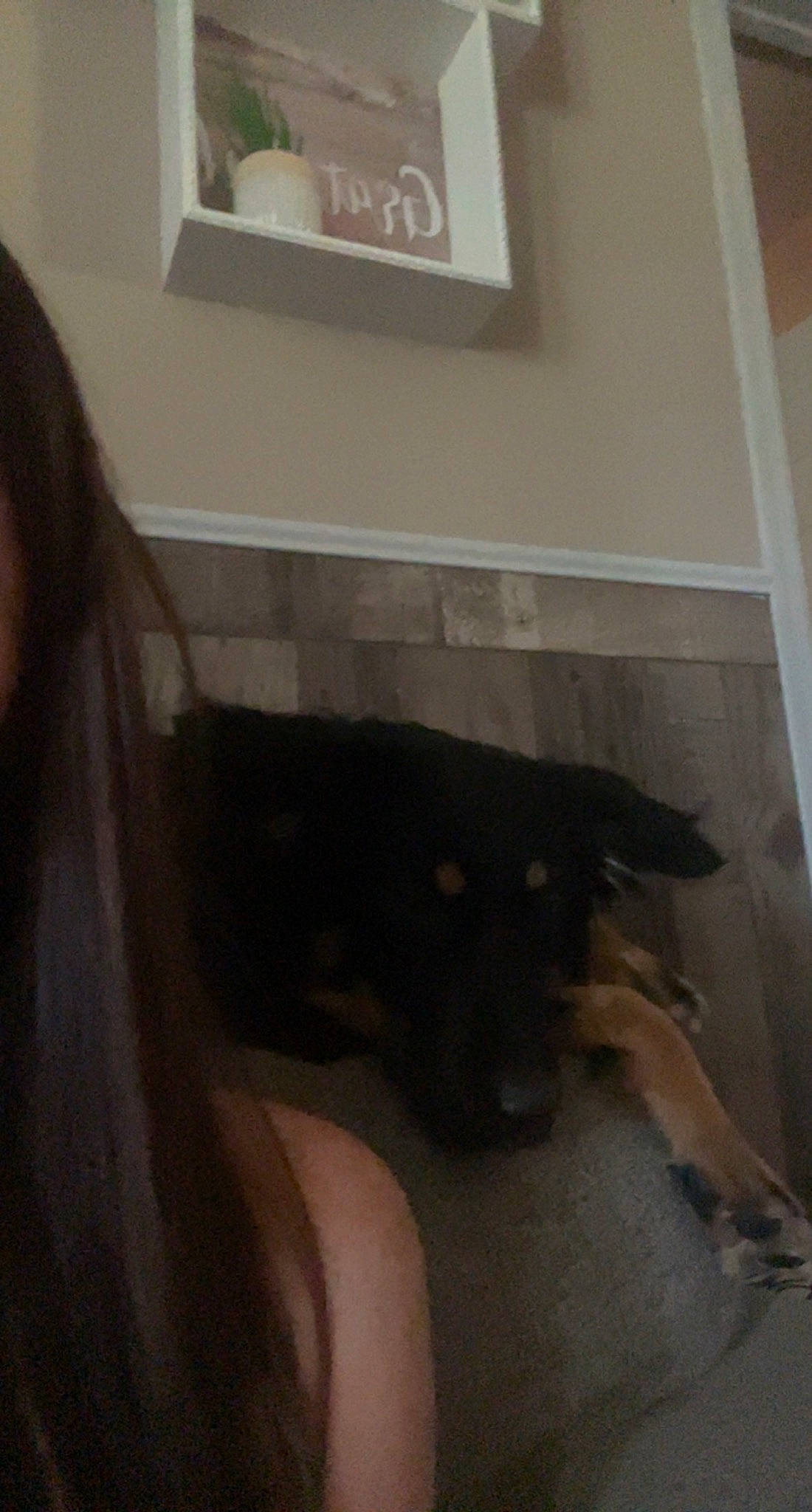 Luna joined the competition — help win amazing prizes! carnivore, comfort, companion_dog, dog, dog_breed, fawn, flooring, foot, fur, gesture, hardwood, human_leg, paw, picture_frame, room, snout, sporting_group, tail, wood, wrist