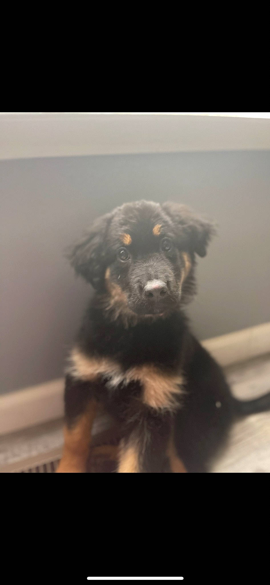 Luna is registered to the contest to win money with this photo: ancient_dog_breeds, canidae, carnivore, companion_dog, dog, dog_breed, dog_collar, fur, guard_dog, herding_dog, paw, snout, sporting_group, tints_and_shades, toy_dog, working_animal, working_dog