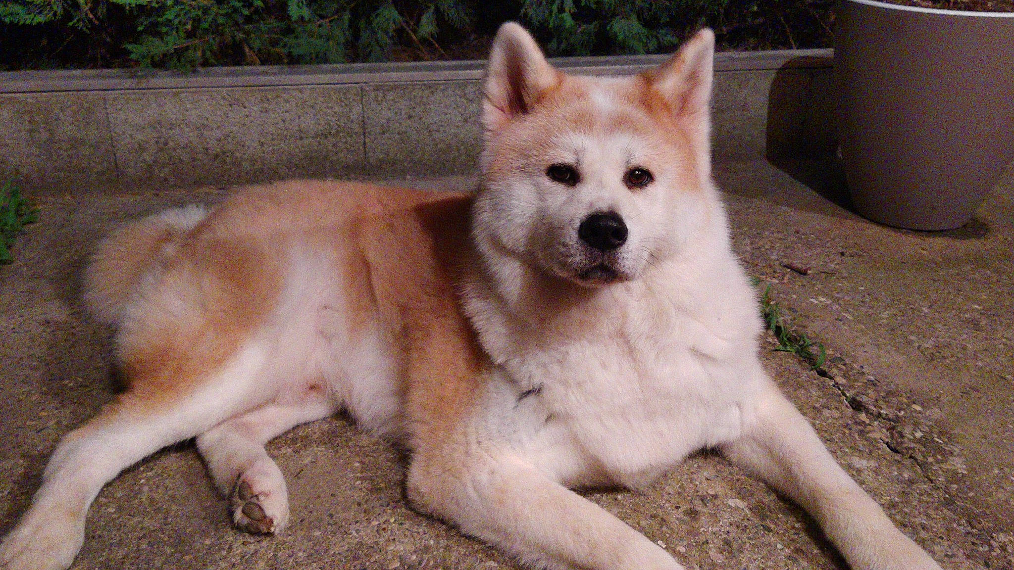 Jun a rejoint le concours — aidez-le/la à gagner de superbes lots ! akita, akita_inu, ancient_dog_breeds, canaan_dog, canadian_eskimo_dog, canidae, carnivore, dog, dog_breed, greenland_dog, hokkaido, indian_spitz, kishu, korean_jindo_dog, mammal, norwegian_buhund, pungsan_dog, shikoku, siberian_husky, vertebrate