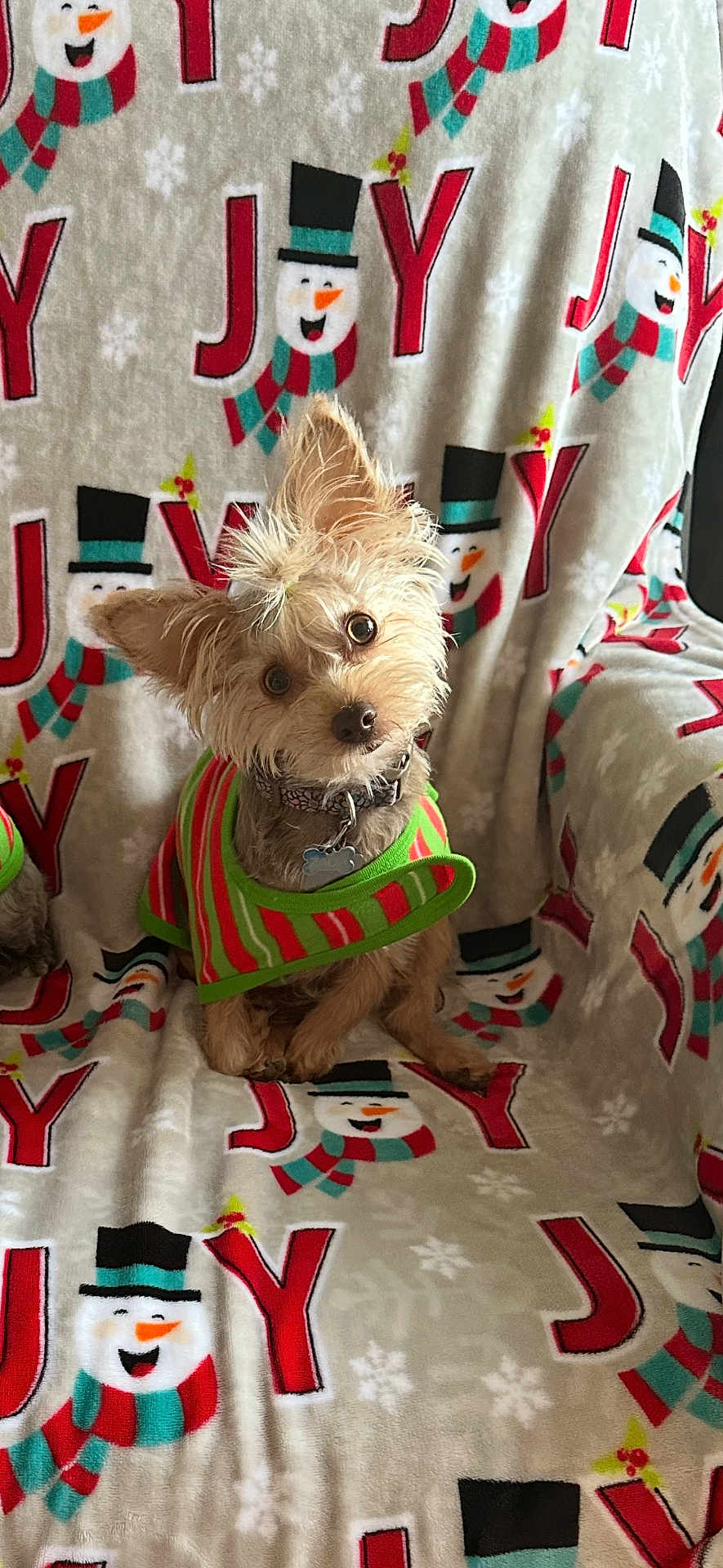 Zada is registered to the contest to win money with this photo: dog, small_dog, puppy, pet, fur, cute, sitting, blanket, snowman, holiday, christmas, festive, pattern, scarf, clothing, indoor, cozy, head_tilt, curious, decor