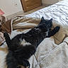 Amaneko participe au concours pour gagner de l'argent avec cette photo : cat, black_cat, white_patches, lying_down, relaxed, bedroom, blanket, bed, wooden_door, quilt, indoor, pet, fur, cozy, animal, feline, resting, sleepy, comfortable, domestic
