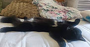 Amaneko participe au concours pour gagner de l'argent avec cette photo : bed, black_cat, blanket, cat, cozy, domestic_animal, floral_pattern, fur, furniture, home, indoor, nightstand, pillow, relaxation, sleeping, soft, stretching, stuffed_animal, white_bed, wooden_headboard