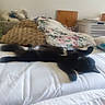 Amaneko participe au concours pour gagner de l'argent avec cette photo : cat, black_cat, bed, blanket, pillow, stuffed_animal, floral_pattern, sleeping, stretching, fur, indoor, cozy, home, relaxation, furniture, white_bed, wooden_headboard, nightstand, soft, domestic_animal