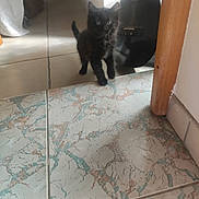 Amaneko participe au concours pour gagner de l'argent avec cette photo : kitten, black_cat, cat, indoor, tile_floor, curious, small, pet, animal, feline, floor_pattern, shadow, light, wall, wooden_post, curtain, home, object, standing, looking