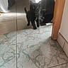kitten, black_cat, cat, indoor, tile_floor, curious, small, pet, animal, feline, floor_pattern, shadow, light, wall, wooden_post, curtain, home, object, standing, looking