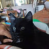 black_cat, kitten, pet, hand, blanket, indoor, furniture, blurred_background, cozy, curious, animal, mammal, cute, young_cat, domestic_cat, resting, soft_texture, close_up, household, companion
