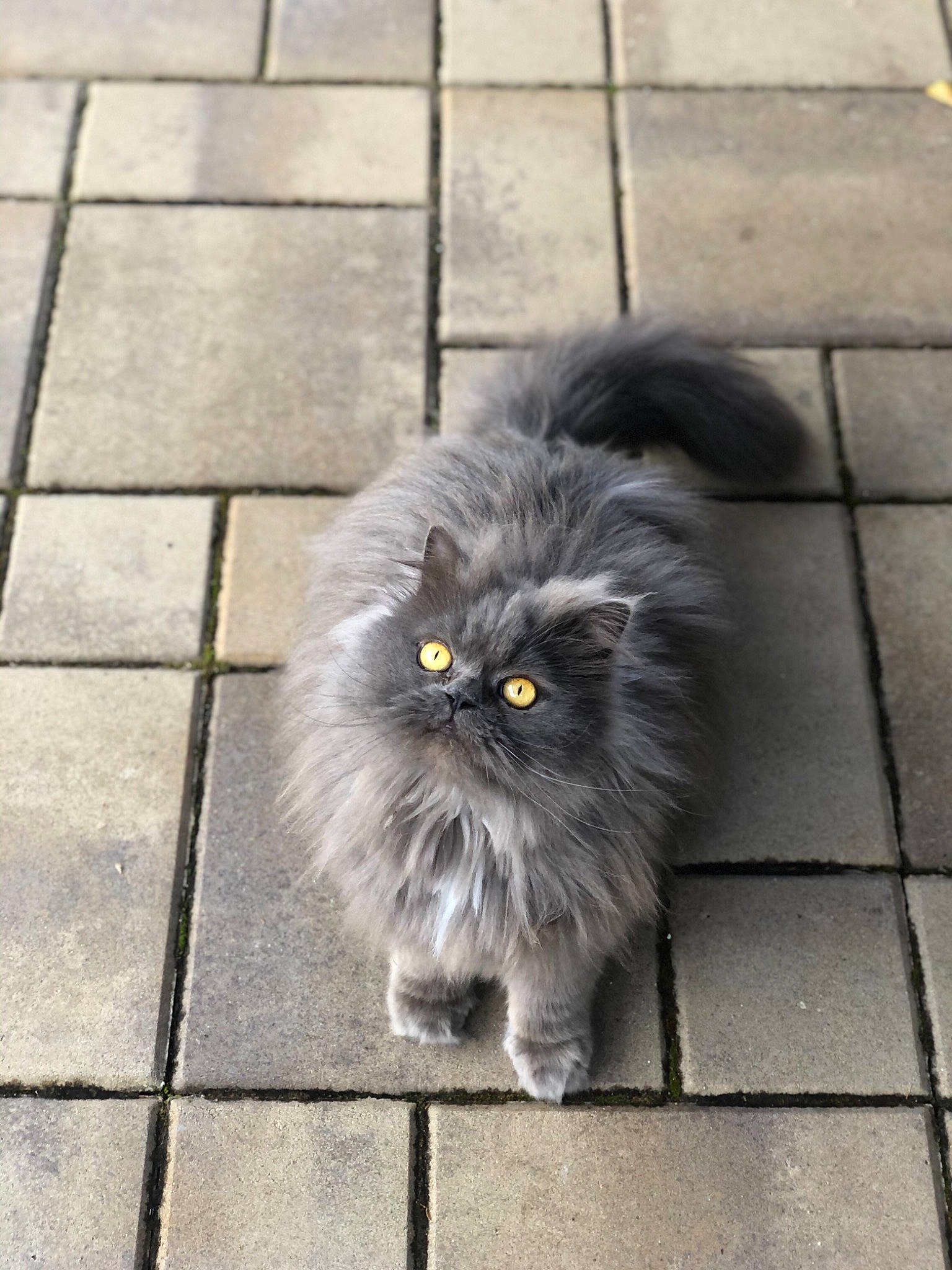 Oscar The Persian is registered to the contest to win money with this photo: asian_semi_longhair, black_cat, british_longhair, british_semi_longhair, carnivore, cat, domestic_long_haired_cat, eye, felidae, fur, kitten, mammal, norwegian_forest_cat, persian, plant, small_to_medium_sized_cats, snout, tail, vertebrate, whiskers