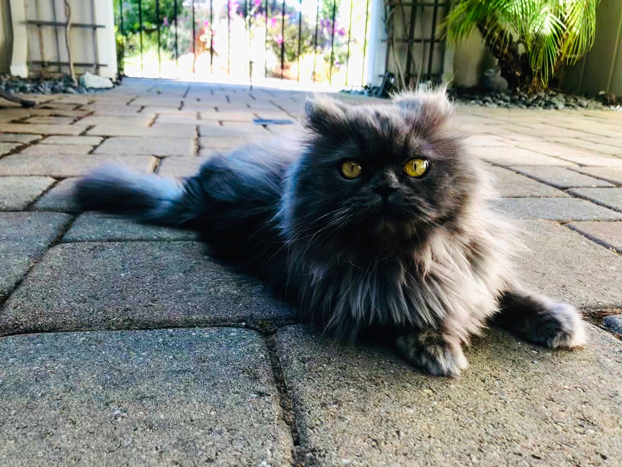 Oscar The Persian joined the competition — help win amazing prizes! asian_semi_longhair, asphalt, black_cat, british_longhair, british_semi_longhair, carnivore, cat, cymric, domestic_long_haired_cat, eye, felidae, fur, mammal, norwegian_forest_cat, persian, plant, ragamuffin, small_to_medium_sized_cats, tail, whiskers