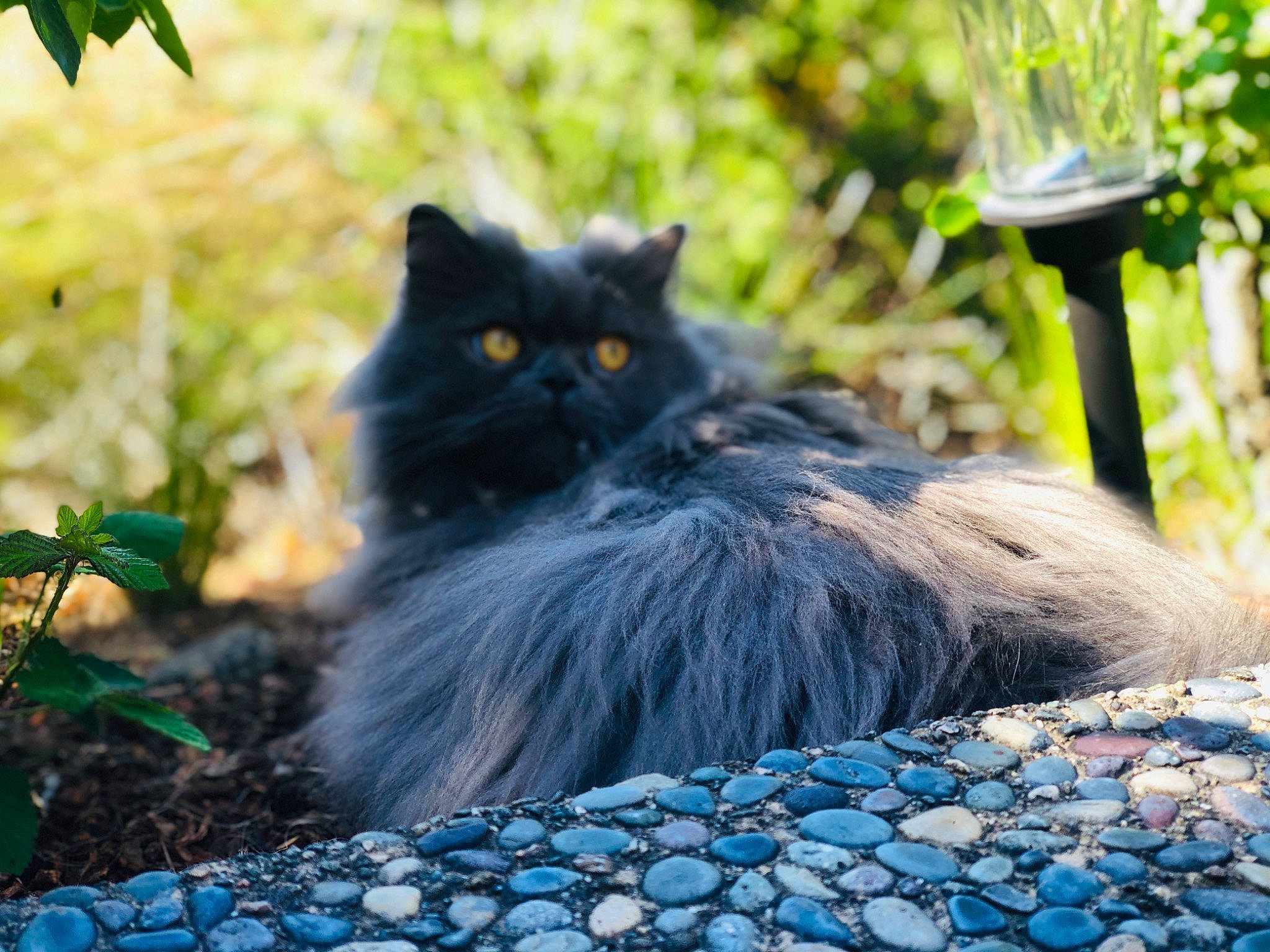 Oscar The Persian is registered to the contest to win money with this photo: asian_semi_longhair, black_cat, british_longhair, british_semi_longhair, carnivore, cat, domestic_long_haired_cat, eye, felidae, fur, grass, leaf, maine_coon, mammal, norwegian_forest_cat, persian, plant, small_to_medium_sized_cats, snout, whiskers