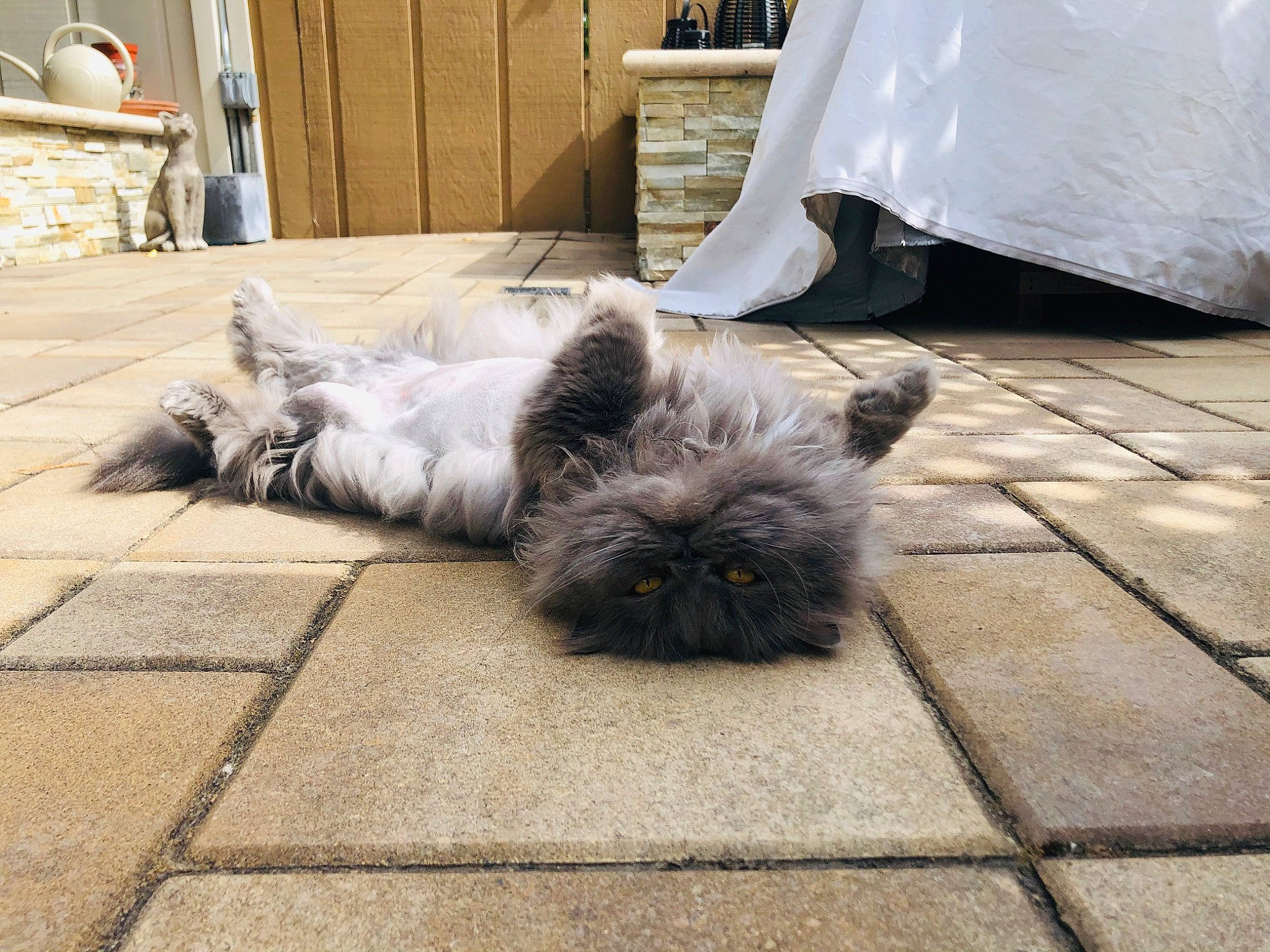 Oscar is registered to the contest to win money with this photo: cairn_terrier, canidae, carnivore, cat, dog, dog_breed, fawn, felidae, floor, flooring, glen_of_imaal_terrier, kitten, mammal, persian, puppy, small_terrier, small_to_medium_sized_cats, tail, terrier, whiskers