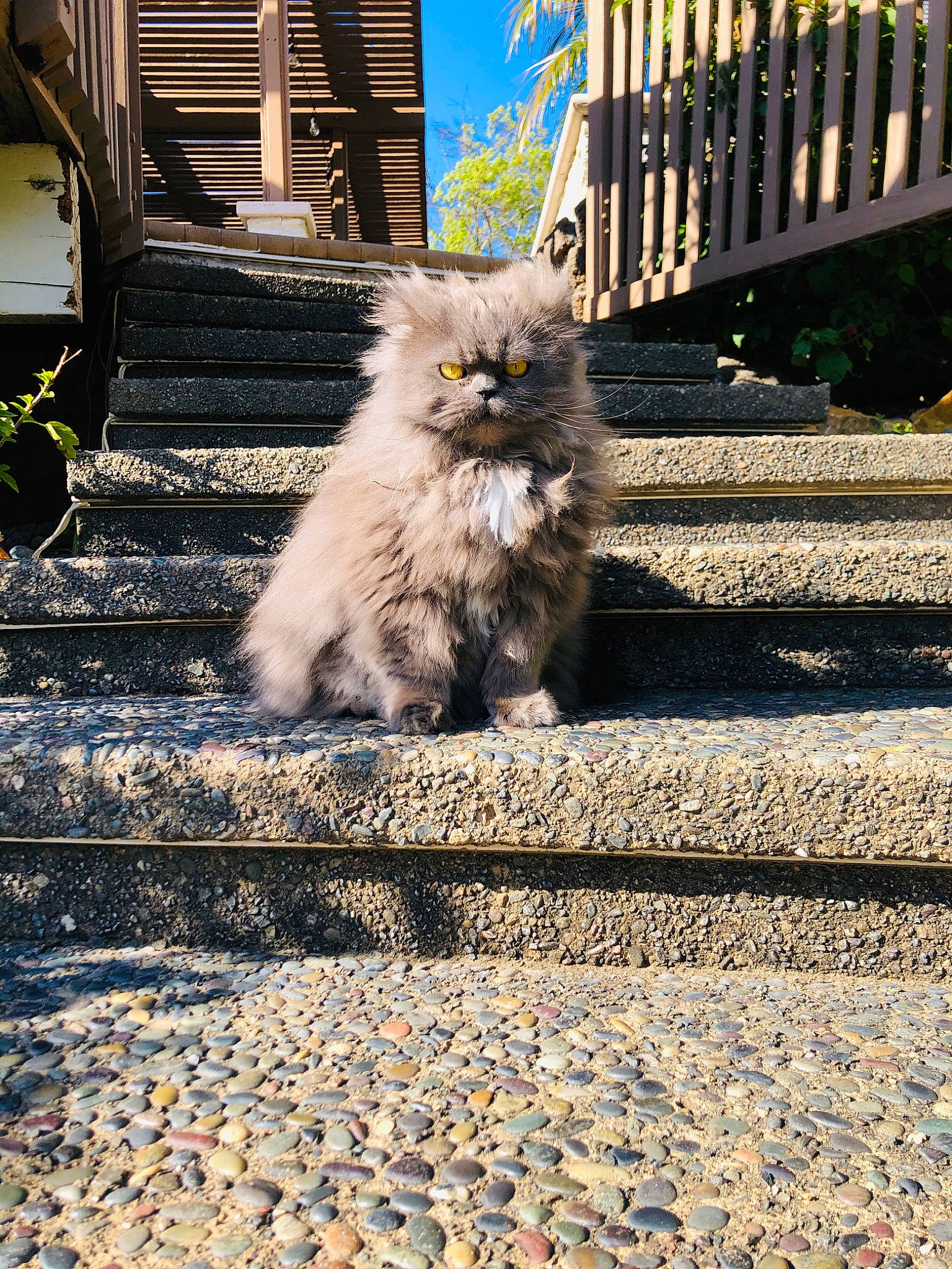 Oscar joined the competition — help win amazing prizes! british_semi_longhair, carnivore, cat, domestic_long_haired_cat, fawn, felidae, fur, kitten, leaf, ragamuffin, road, road_surface, shadow, sidewalk, sitting, small_to_medium_sized_cats, street, sunlight, tail, whiskers
