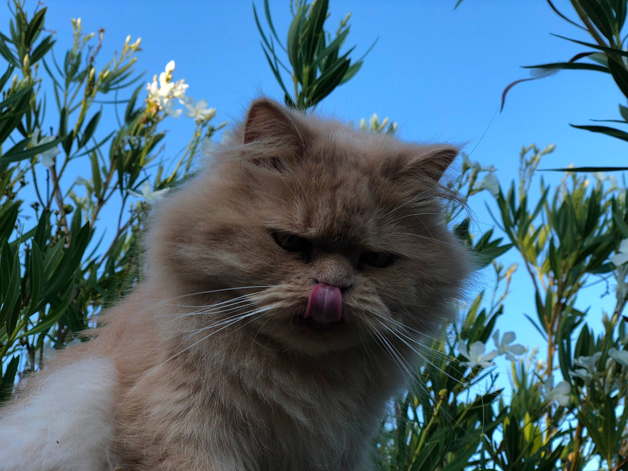 Romeo is registered to the contest to win money with this photo: asian_semi_longhair, british_longhair, british_semi_longhair, carnivore, cat, domestic_long_haired_cat, eye, felidae, fur, grass, mammal, persian, plant, ragamuffin, sky, small_to_medium_sized_cats, snout, tree, vertebrate, whiskers