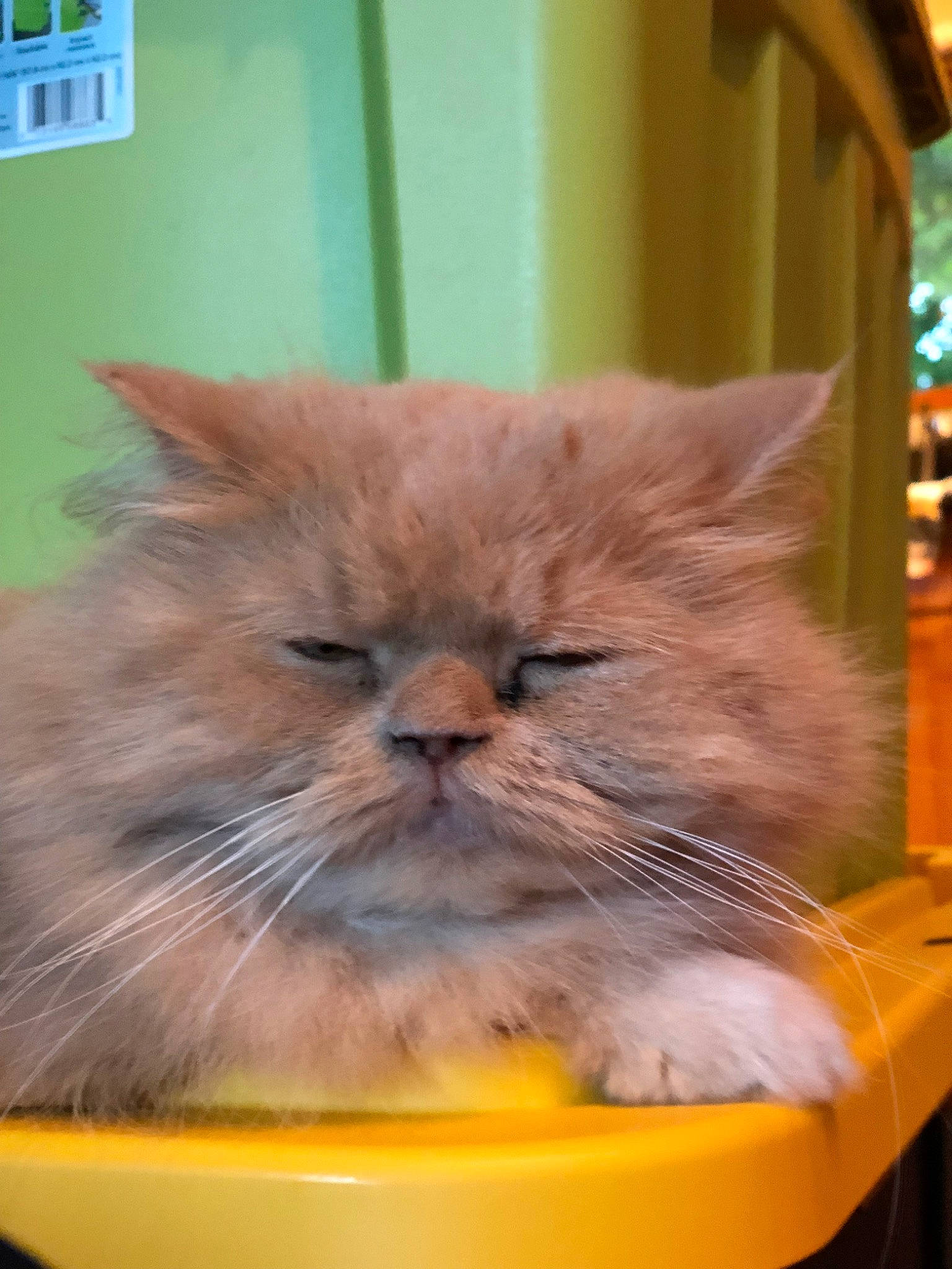 Romeo joined the competition — help win amazing prizes! asian, asian_semi_longhair, british_longhair, british_semi_longhair, carnivore, cat, domestic_long_haired_cat, eye, fawn, felidae, kitten, mammal, napoleon_cat, nose, persian, small_to_medium_sized_cats, snout, vertebrate, whiskers