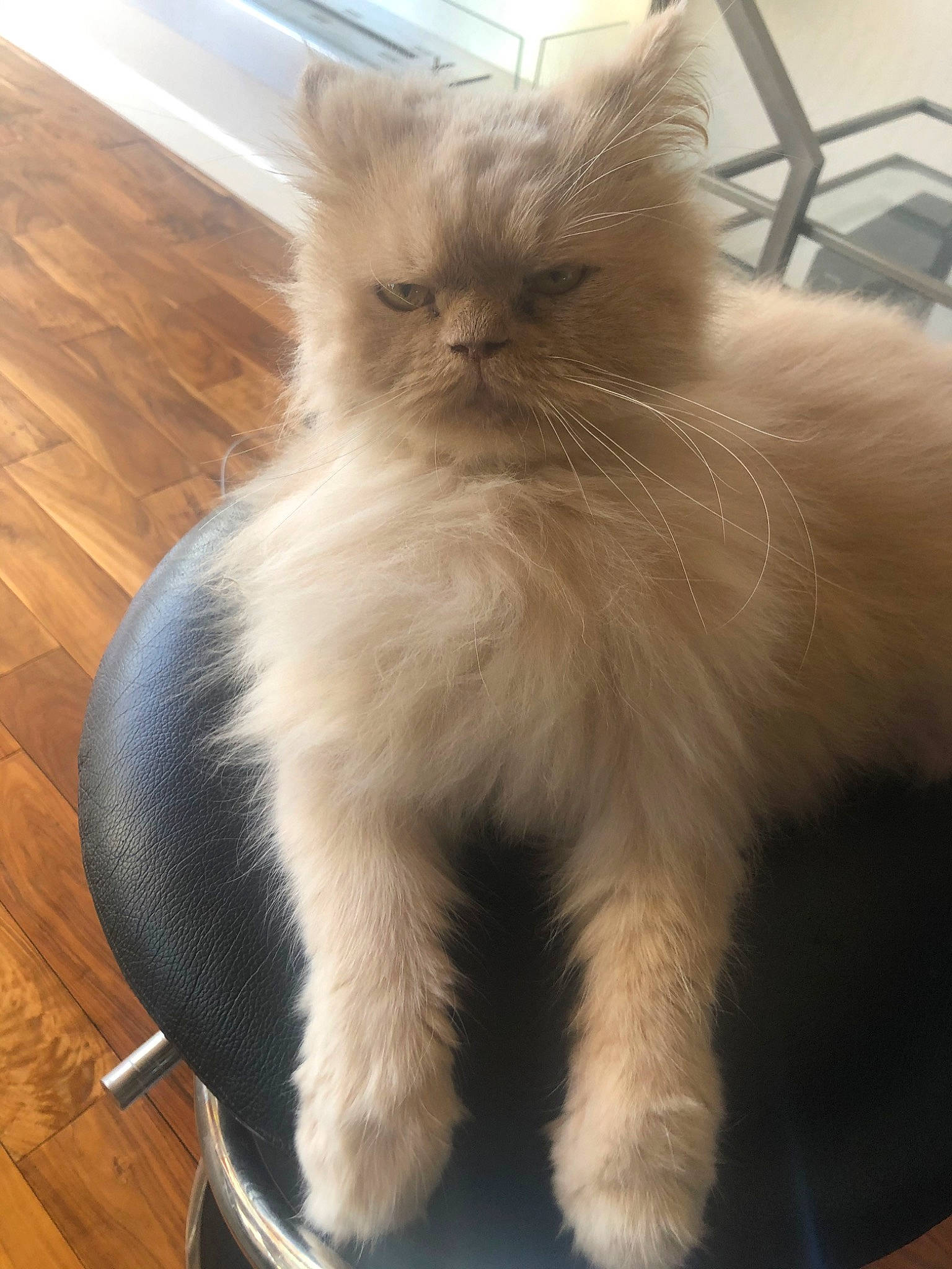 Romeo is registered to the contest to win money with this photo: asian_semi_longhair, british_longhair, british_semi_longhair, carnivore, cat, domestic_long_haired_cat, fawn, felidae, fur, himalayan, kitten, mammal, napoleon_cat, norwegian_forest_cat, persian, ragamuffin, ragdoll, small_to_medium_sized_cats, tail, whiskers