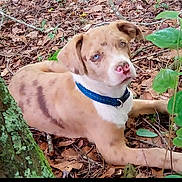 Chevy joined the competition — help win amazing prizes! dog, puppy, animal, pet, brown_fur, floppy_ears, blue_collar, pink_nose, blue_eye, lying_down, outdoors, forest, leaves, tree, tree_roots, ground, nature, portrait, cute, screenshot