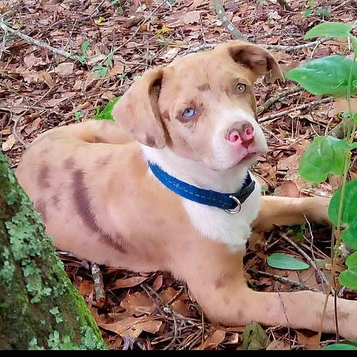 Chevy