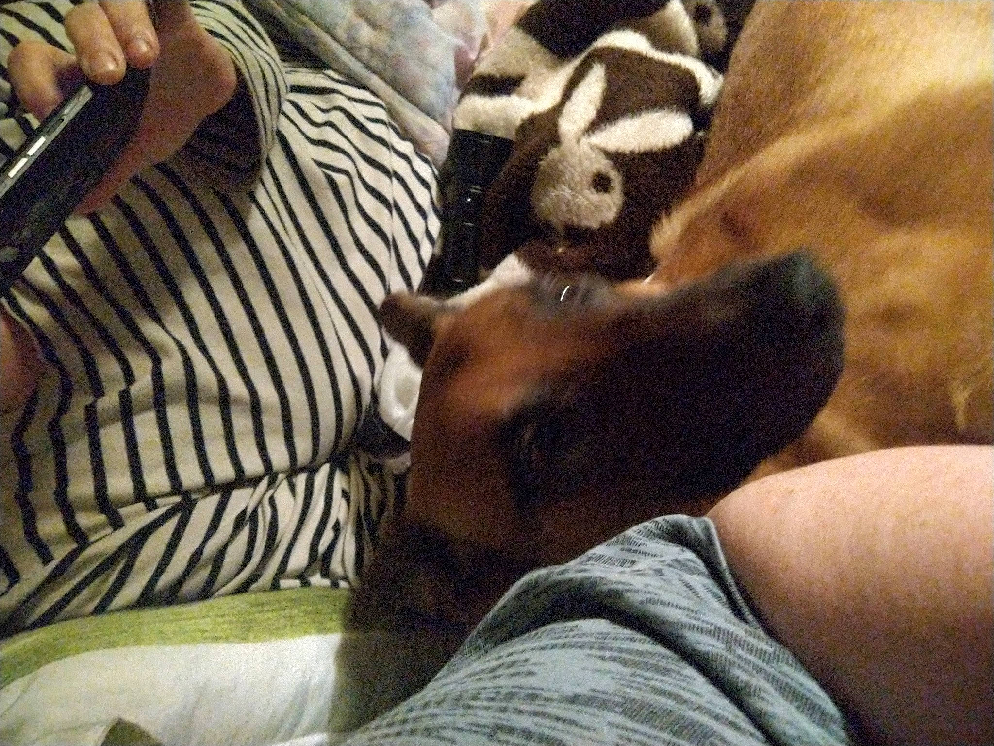 Phalco a rejoint le concours — aidez-le/la à gagner de superbes lots ! canidae, carnivore, comfort, companion_dog, dog, dog_breed, fawn, felidae, fur, human_leg, linens, mammal, paw, snout, sporting_group, terrestrial_animal, toy_dog, vertebrate, whiskers, wildlife