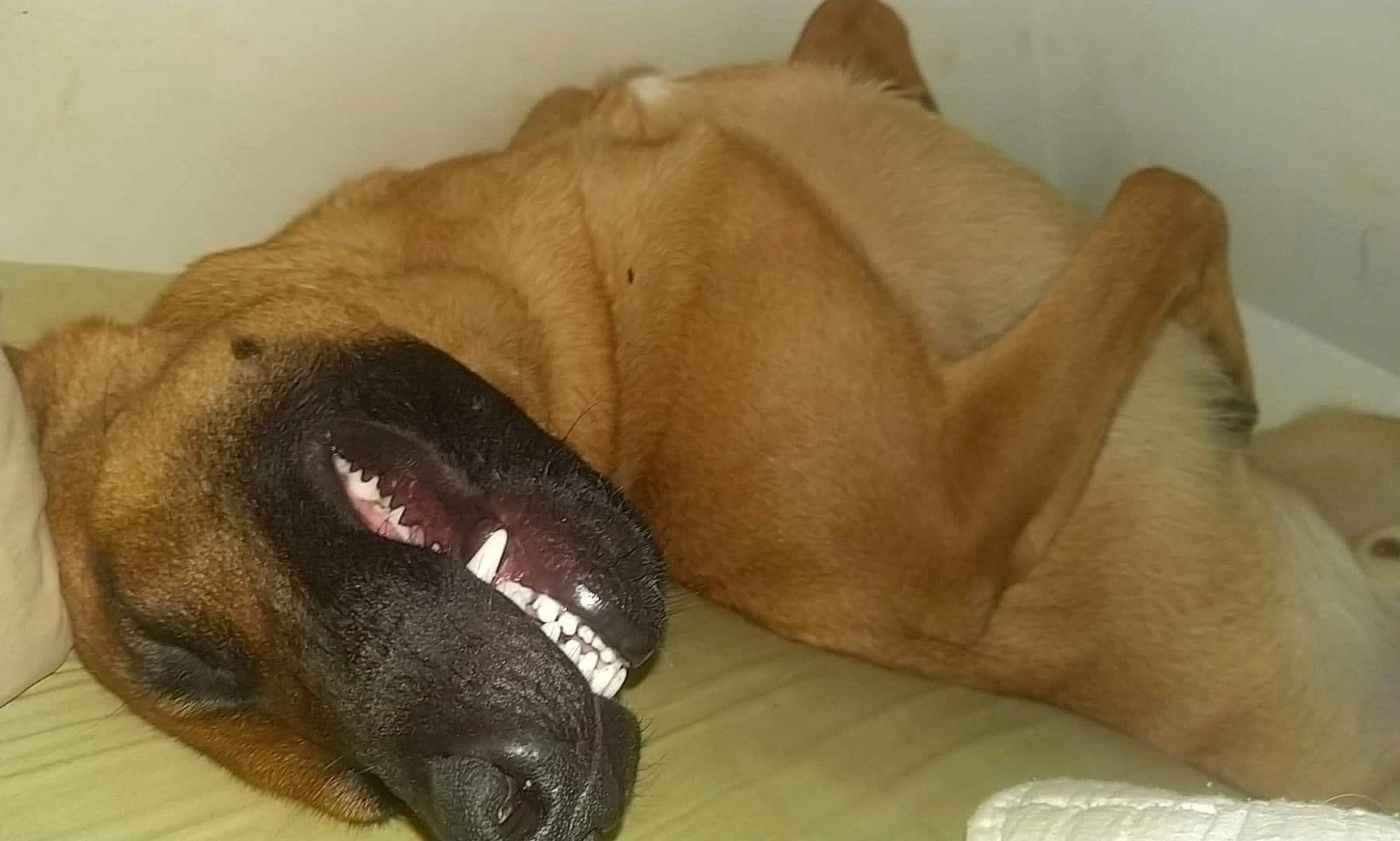 Phalco participe au concours pour gagner de l'argent avec cette photo : brown, carnivore, comfort, companion_dog, dog, dog_breed, fawn, fur, liver, nap, non_sporting_group, pet_supply, sleep, snout, sporting_group, terrestrial_animal, whiskers, working_animal