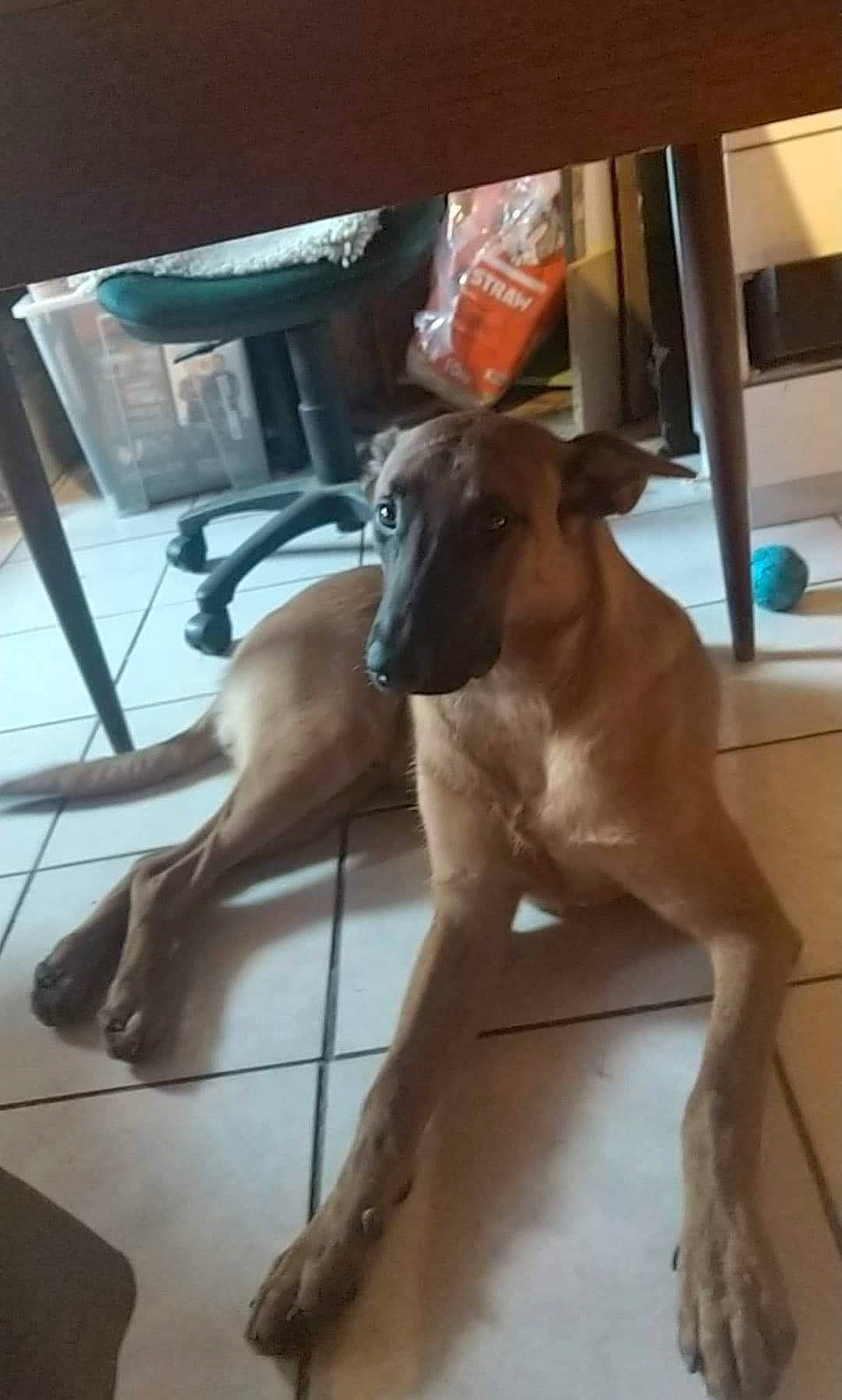 Phalco a rejoint le concours — aidez-le/la à gagner de superbes lots ! canidae, carnivore, companion_dog, dog, dog_breed, dog_supply, fawn, flooring, human_leg, liver, non_sporting_group, pet_supply, sighthound, snout, sporting_group, tail, terrestrial_animal, toy_dog, working_animal