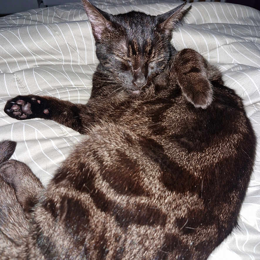 Tigroo a rejoint le concours — aidez-le/la à gagner de superbes lots ! abyssinian, animal, bed, bedroom, blanket, cat, couch, cushion, furniture, homedecor, indoors, interiordesign, kitten, linen, manx, person, pet, quilt, room, sleeping