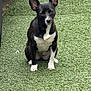 dog, black_and_white, sitting, artificial_grass, ears_up, outdoor, pet, canine, animal, fur, alert, front_view, paw, companion, cute, domestic_animal, friendly, grass_texture, nature, young_dog