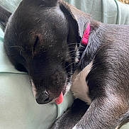 Luna is registered to the contest to win money with this photo: dog, sleeping, tongue_out, close_up, black_and_white, collar, pet, resting, cushion, indoor, fur, cute, relaxed, animal, sleep, nose, whiskers, paw, soft, domestic_animal