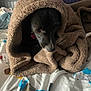 Luna joined the competition — help win amazing prizes! dog, blanket, bed, cozy, black_dog, pet, indoor, fur, cute, resting, snuggled, warm, animal, comfort, fabric, soft, domestic, portrait, sleepy, hideout