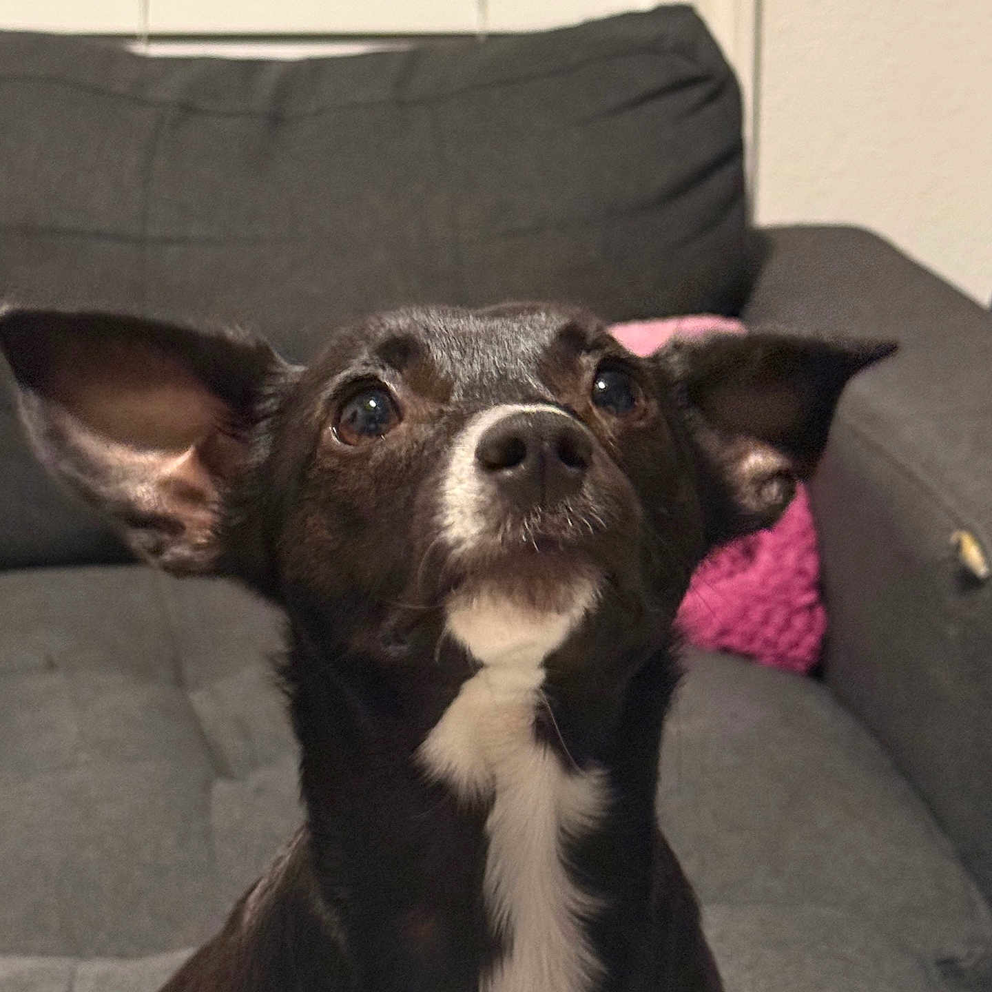 Luna is registered to the contest to win money with this photo: animal, attentive, black_and_white, companion, curious, cute, dog, domestic, ears, face, fur, home, indoor, mammal, pet, pink_pillow, portrait, sitting, sofa, window_blinds