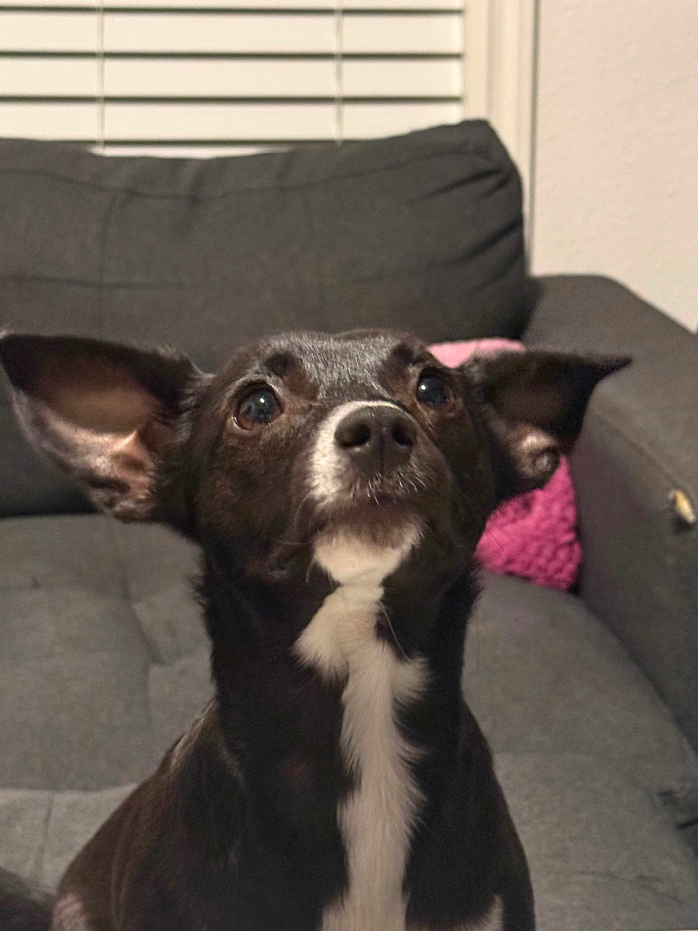 Luna is registered to the contest to win money with this photo: dog, black_and_white, ears, sofa, indoor, pet, curious, attentive, window_blinds, pink_pillow, fur, portrait, animal, cute, companion, home, mammal, domestic, sitting, face