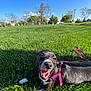 Luna joined the competition — help win amazing prizes! dog, grass, outdoor, sunny, happy, pet, canine, smiling, leash, harness, nature, blue_sky, park, playful, animal, daylight, tongue_out, lying_down, greenery, summer