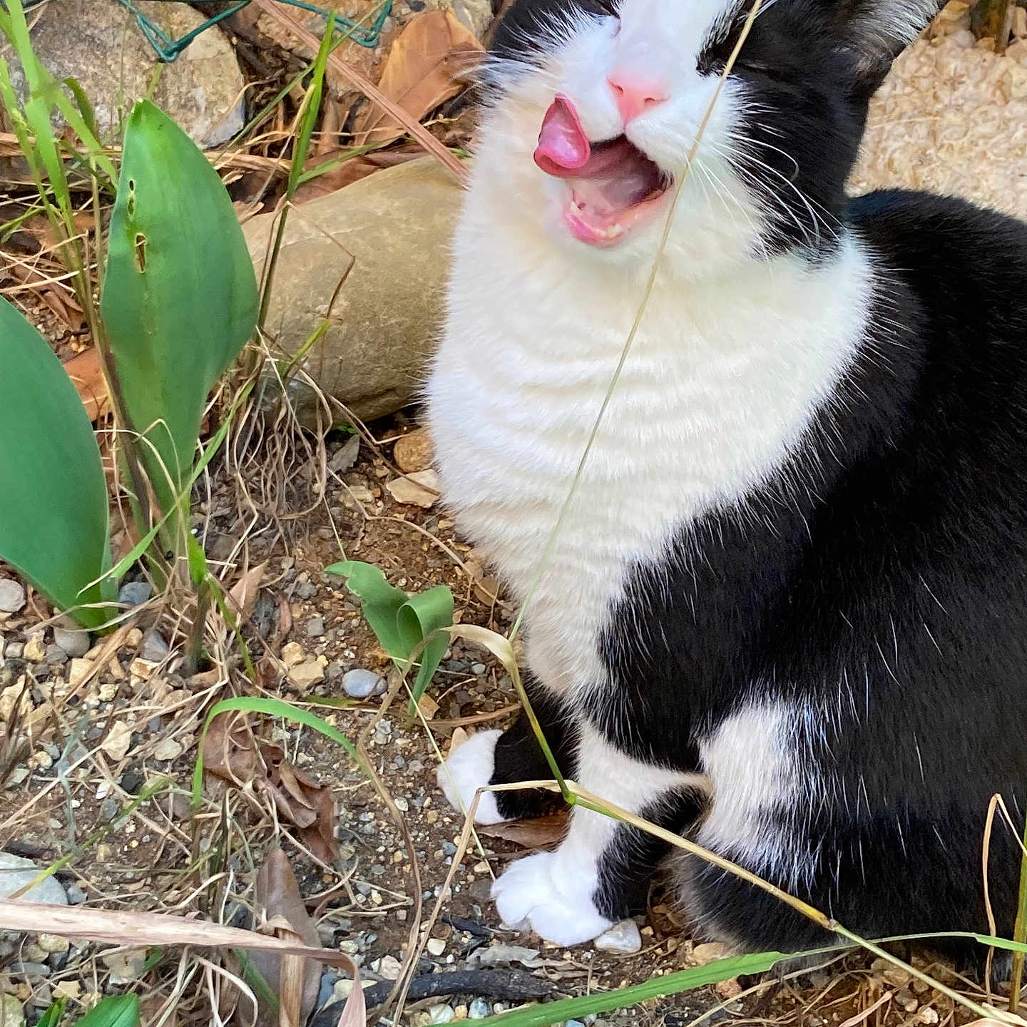 Oria participe au concours pour gagner de l'argent avec cette photo : animal, black_and_white, cat, closeup, cute, dirt, feline, funny_expression, grass, leaf, licking, nature, outdoor, pet, plants, rock, sitting, tongue, whiskers, wire_fence
