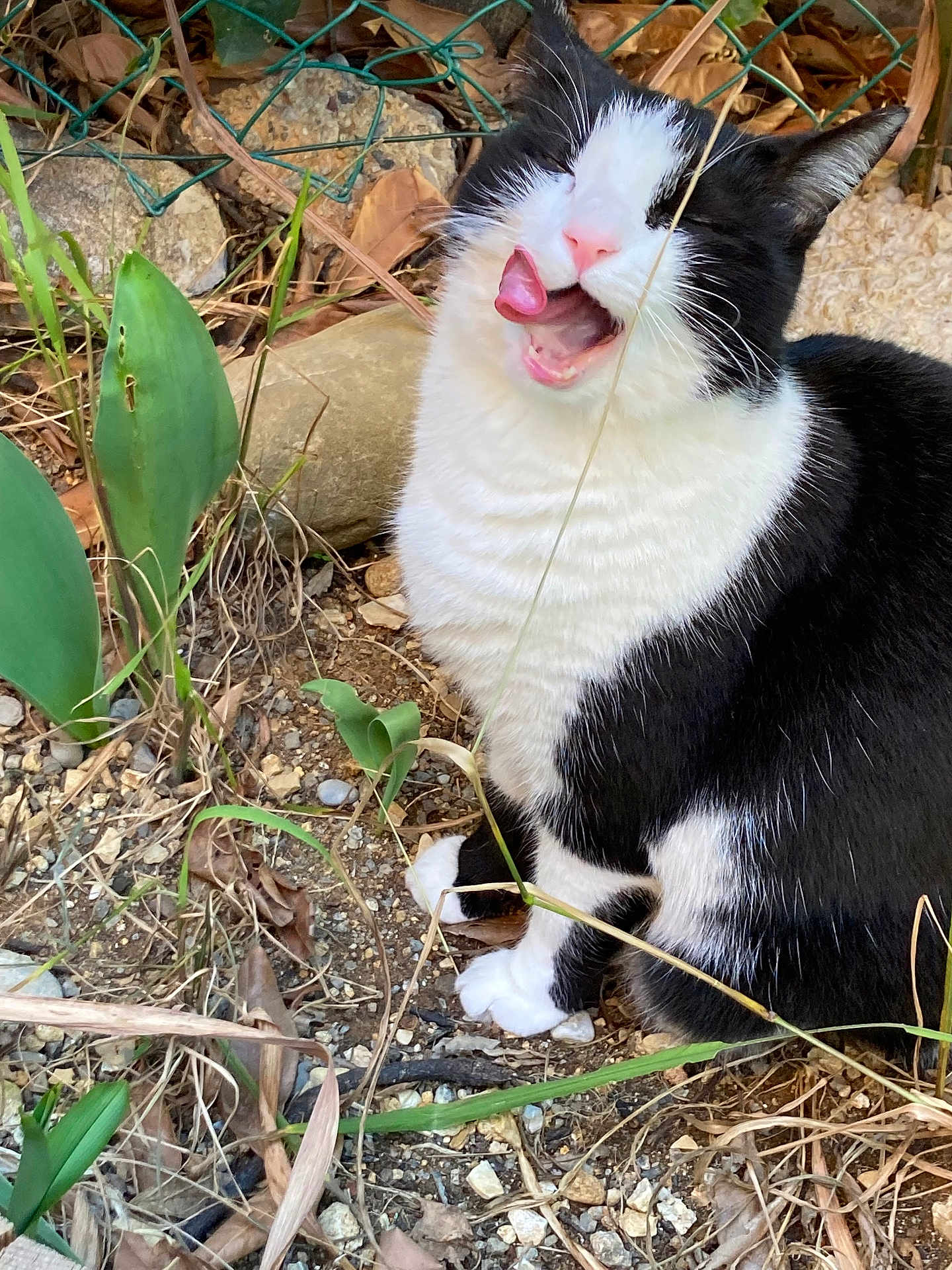 Oria participe au concours pour gagner de l'argent avec cette photo : cat, black_and_white, animal, outdoor, plants, dirt, grass, leaf, tongue, licking, feline, pet, nature, wire_fence, rock, closeup, cute, funny_expression, whiskers, sitting