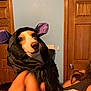 Weenie is registered to the contest to win money with this photo: animal, black_clothing, canine, clothing, costume, cute, dog, face, hand, holding, indoor, light_blue_wall, paw, person, pet, portrait, puppy, purple_ears, small_dog, wooden_door