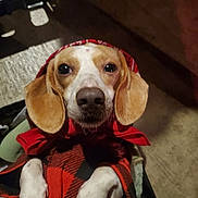 Weenie joined the competition — help win amazing prizes! animal, beagle, blanket, brown_and_white, canine, closeup, companion, cozy, cute, dog, ears, fur, indoor, looking_up, paws, pet, portrait, red_bandana, resting, warm
