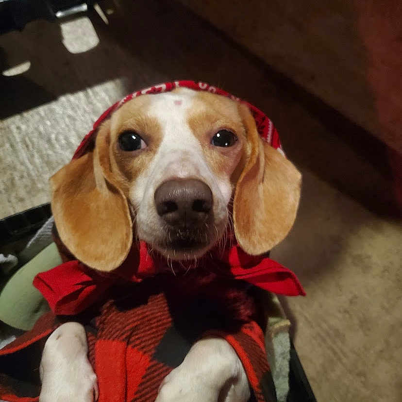 Weenie