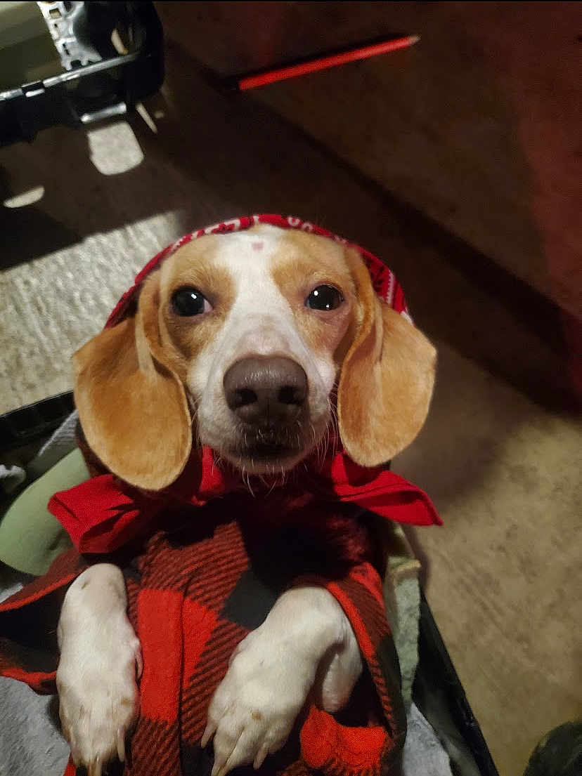 Weenie