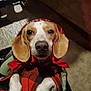 Weenie joined the competition — help win amazing prizes! animal, bandana, blanket, brown, canine, checkered, closeup, companion, cute, dog, domestic_animal, ears, fur, indoor, looking_up, paws, pet, portrait, red, white