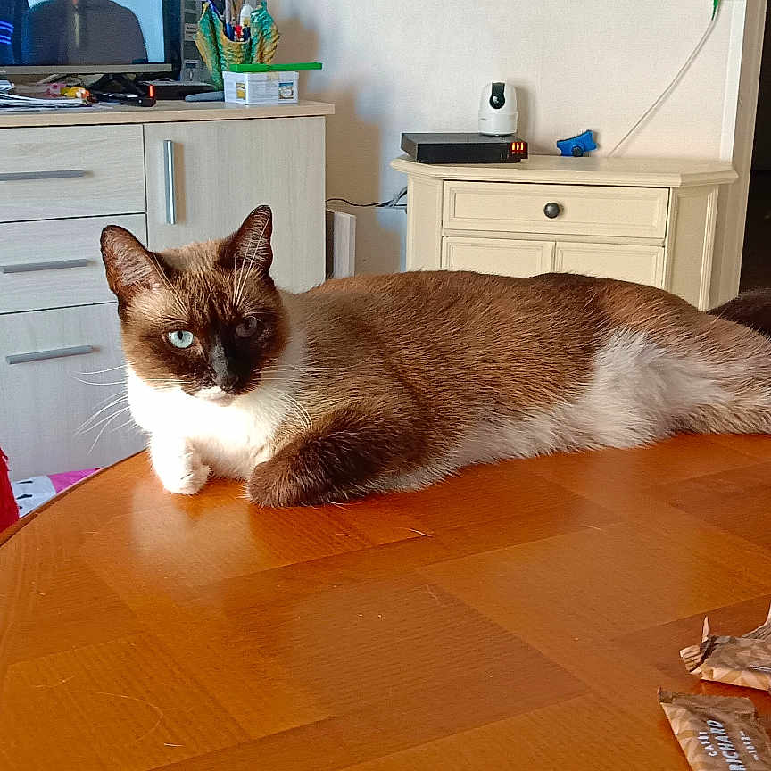 Nala participe au concours pour gagner de l'argent avec cette photo : cabinet, cat, chair, drawer, furniture, home, indoor, keys, living_room, natural_light, pen_holder, pet, red_chair, relaxed, remote_control, siamese_cat, snacks, table, television, wooden_table