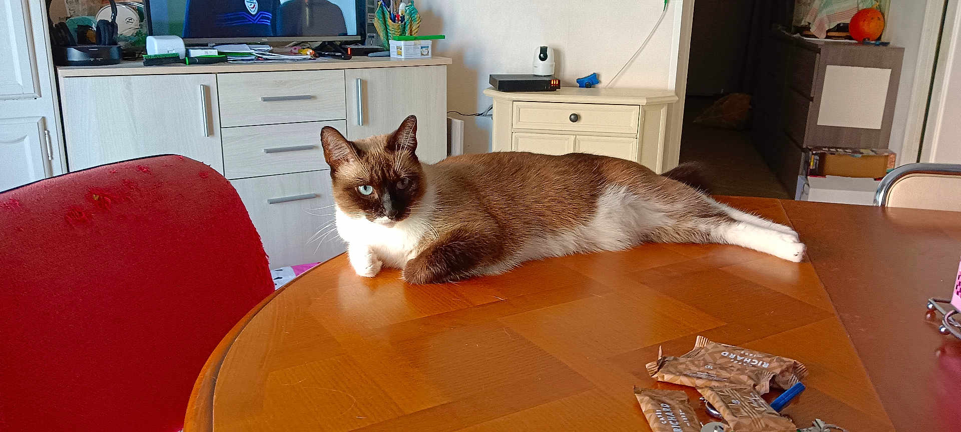 Nala participe au concours pour gagner de l'argent avec cette photo : cat, siamese_cat, table, wooden_table, chair, red_chair, indoor, snacks, keys, cabinet, drawer, television, remote_control, pen_holder, living_room, relaxed, pet, furniture, home, natural_light
