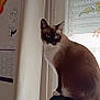 cat, siamese_cat, blue_eyes, cat_tree, window, curtains, lace_curtain, bird_pattern, butterfly_decal, calendar, indoor, pet, feline, perched, gazing, cozy, home, furniture, animal, soft_light