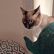 Nala participe au concours pour gagner de l'argent avec cette photo : animal, blanket, blue_eyes, cat, cat_tree, closeup, cozy, curious, domestic_cat, ears, feline, furniture, home, indoor, patterned_blanket, pet, resting_place, siamese_cat, soft_light, whiskers