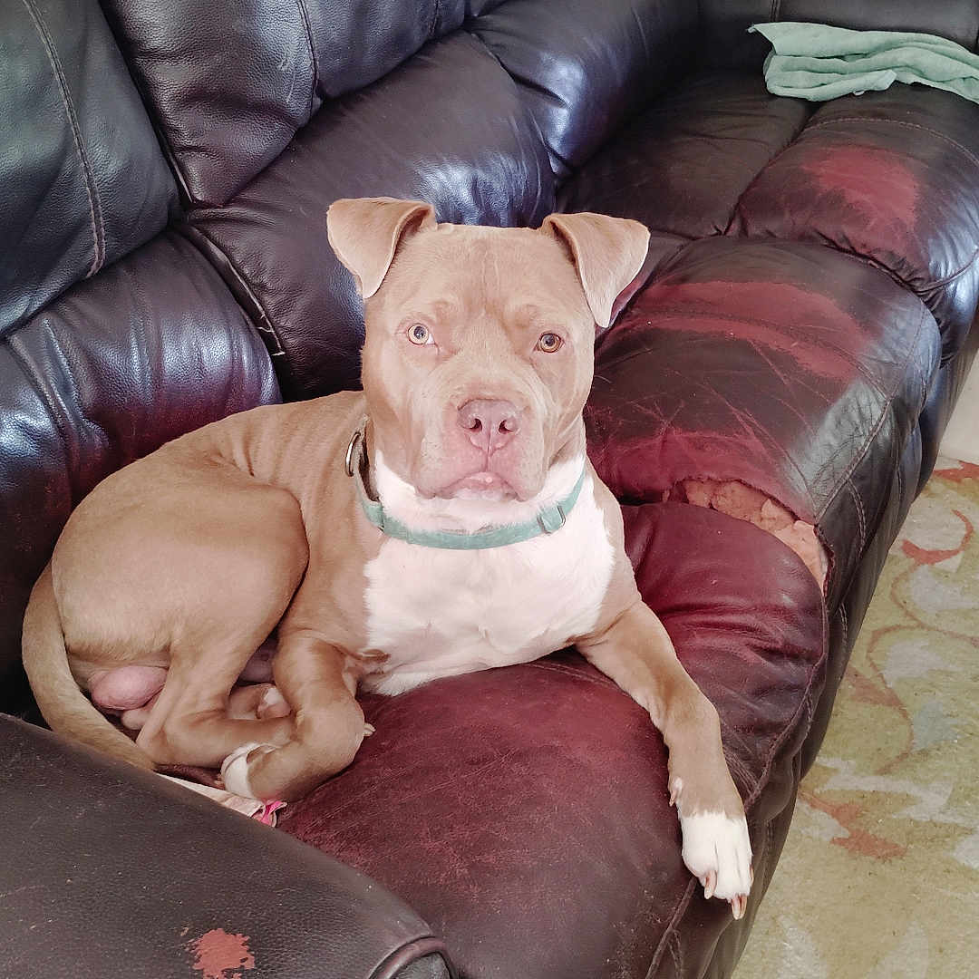 Thor joined the competition — help win amazing prizes! dog, leather_couch, living_room, blanket, guitar, carpet, collar, pet, relaxed, indoor, furniture, brown_dog, scratched_couch, floor, home, resting, animal, domestic, seated, comfortable